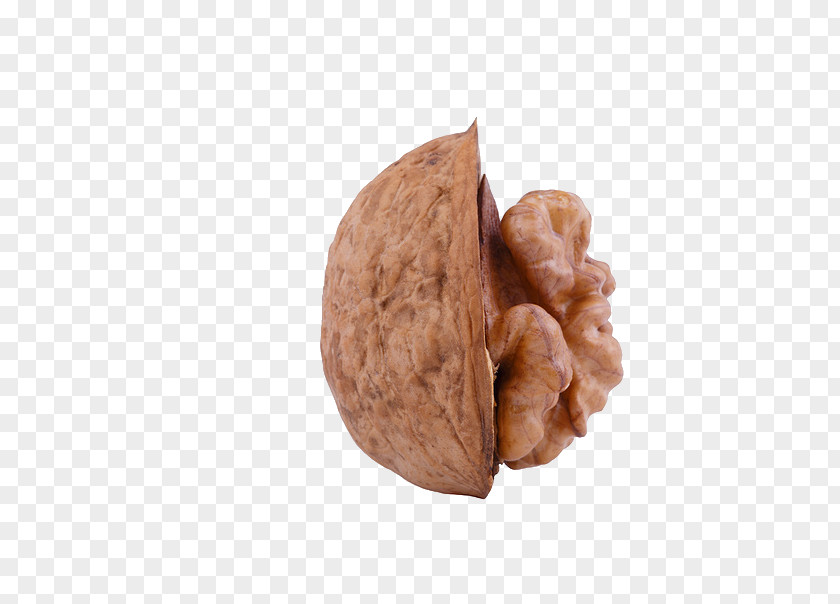 Walnut Stock Photography Wisgoon PNG