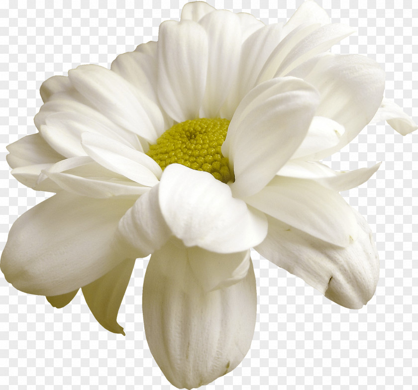 White Flowers Cut Easter Clip Art PNG
