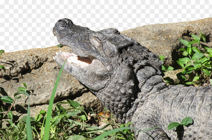 American Alligator Nile Crocodile United States Crocodiles PNG