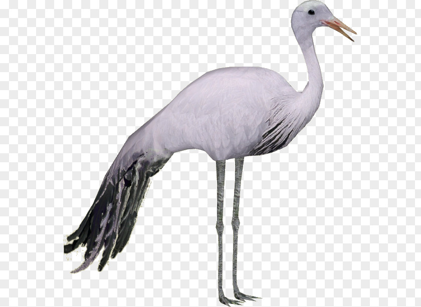 Crane Zoo Tycoon 2 Blue Bird PNG