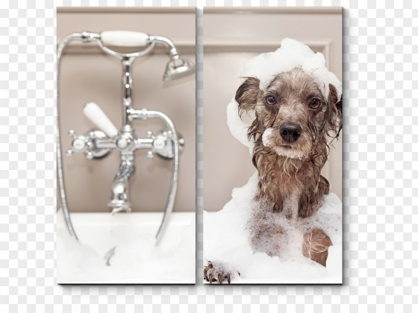 Dog Grooming Pet Bathtub Cat PNG