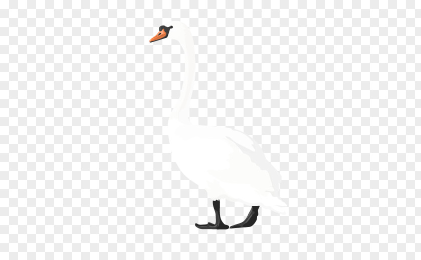 Duck Cygnini White Feather PNG