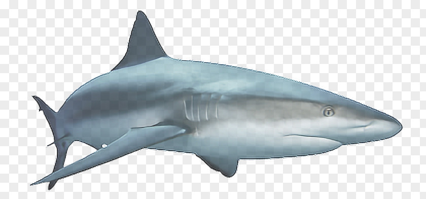 Shark Scary Sharks Clip Art PNG