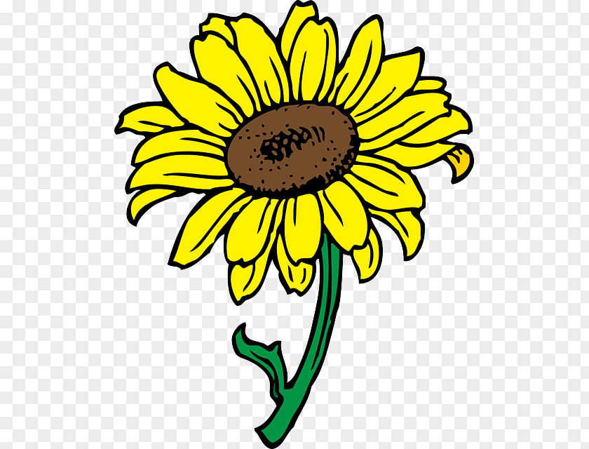 Sunflower Leaf Common Download Clip Art PNG