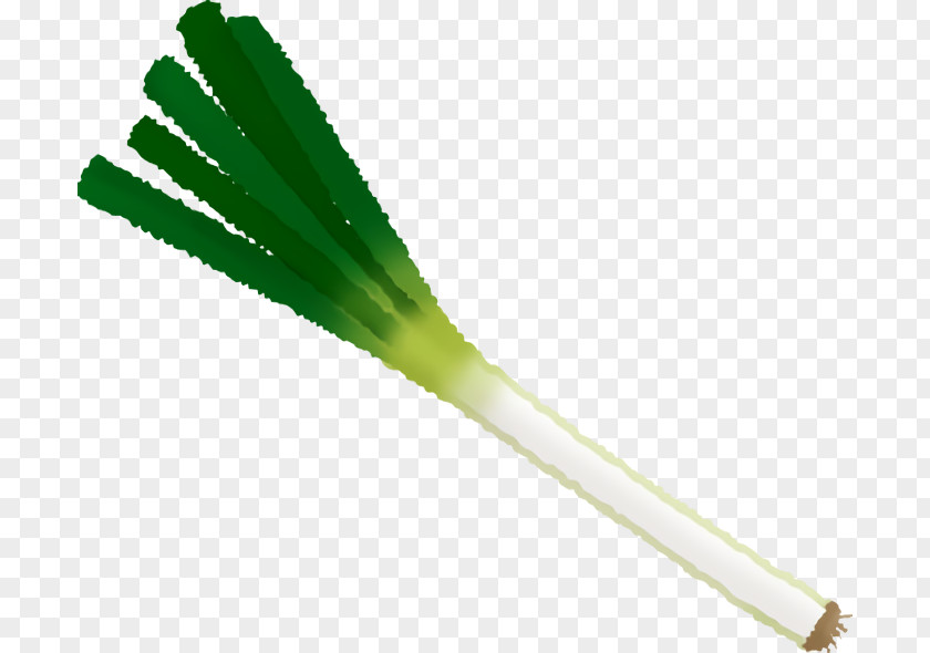 Welsh Onion Onions PNG