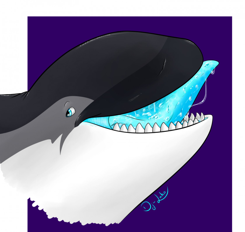 Whale Killer Dolphin Marine Mammal Cetacea PNG