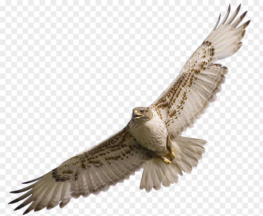Falcon Hawk Bird Clip Art PNG