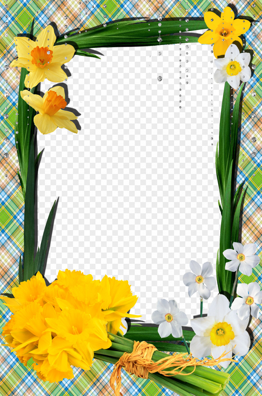 Mood Frame Pictures Narcissus Tazetta No Picture PNG