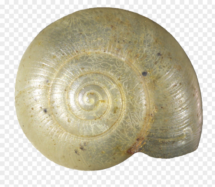 Snail Seashell Invertebrate Mollusc Shell Gastropod PNG