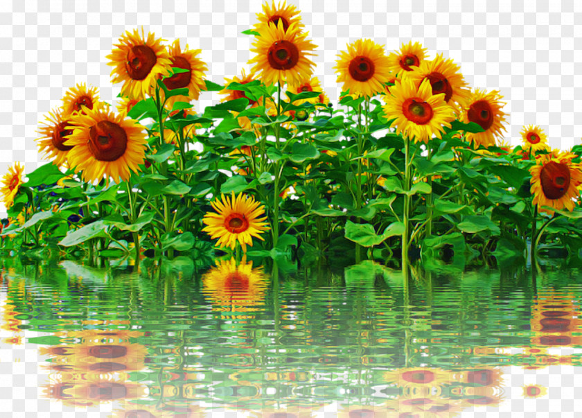 Blog Common Sunflower Poster Flower Drawing PNG
