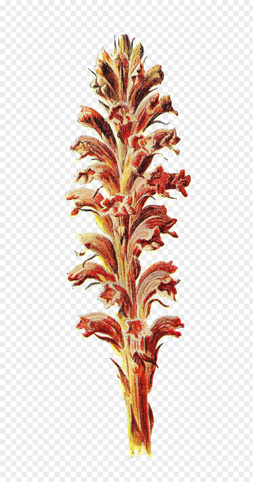 Broom Familiar Wild Flowers Botany Botanical Illustration PNG
