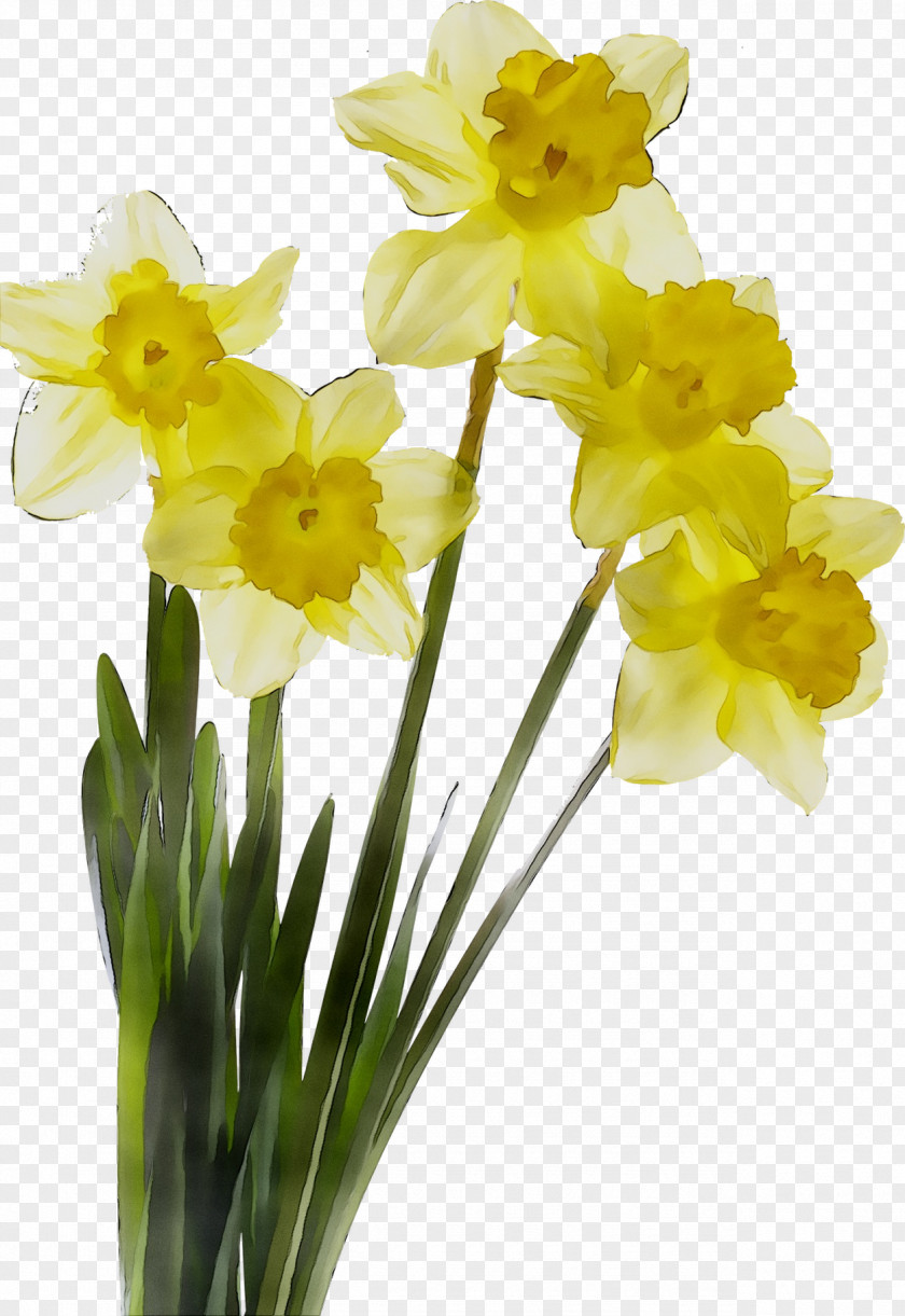 Daffodil Cut Flowers Plant Stem Color PNG