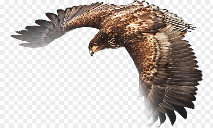 Eagle PNG