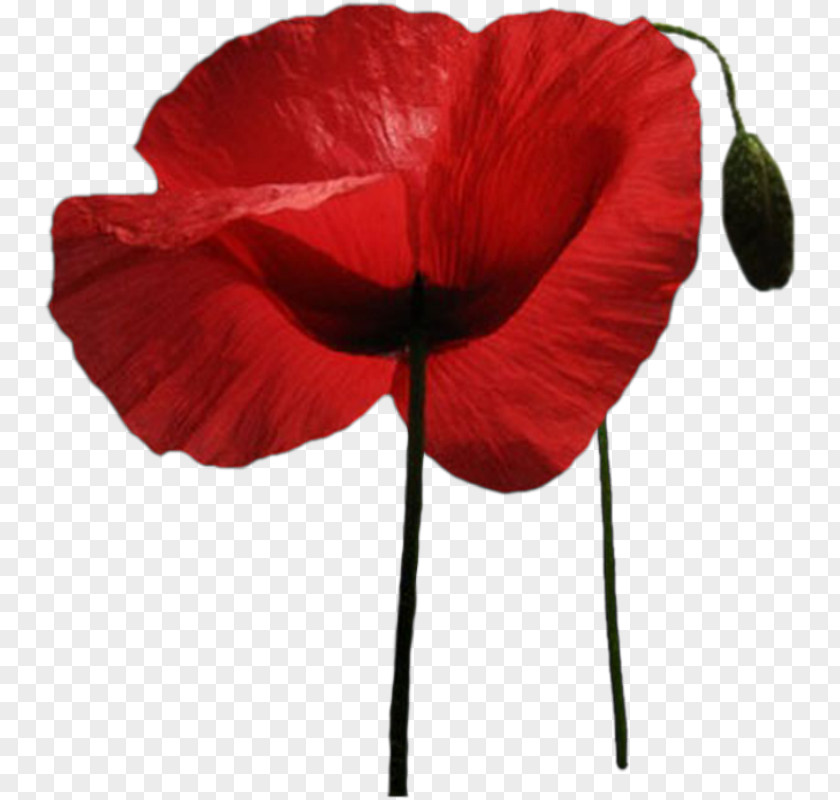 Oriental Poppies Common Poppy Flower PNG