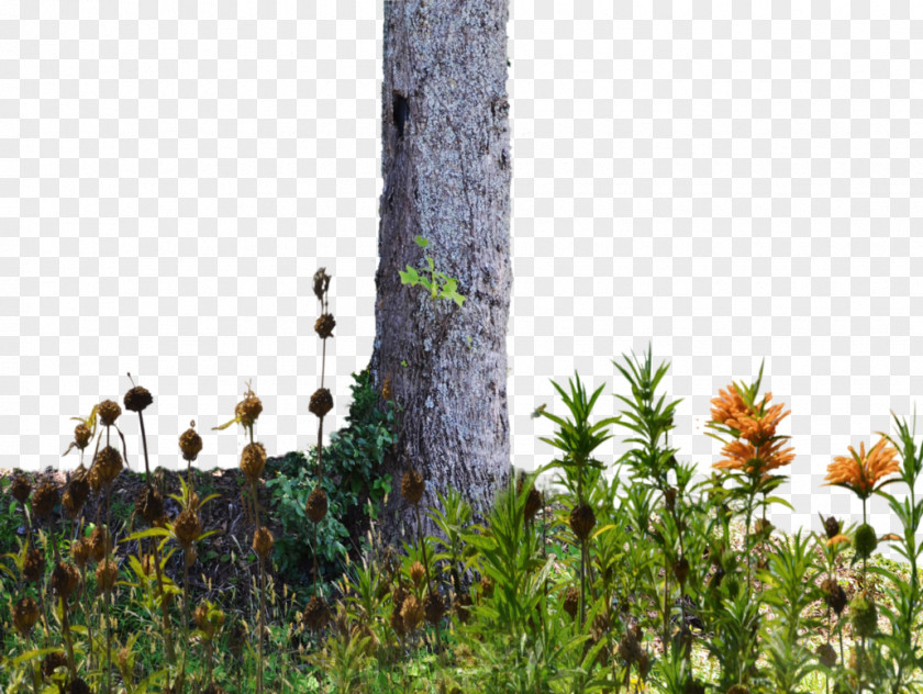 Stump The Wild Trees Flower Trunk PNG