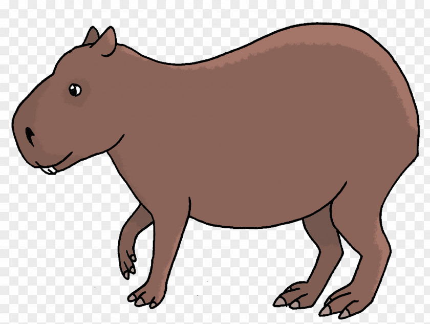 Bear Capybara Wombat Scientist Drawing PNG