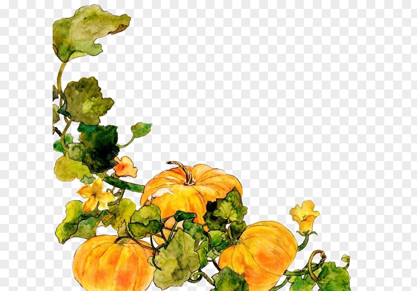 Cucumber Vines Floral Design Cucurbita Vegetable Cut Flowers PNG