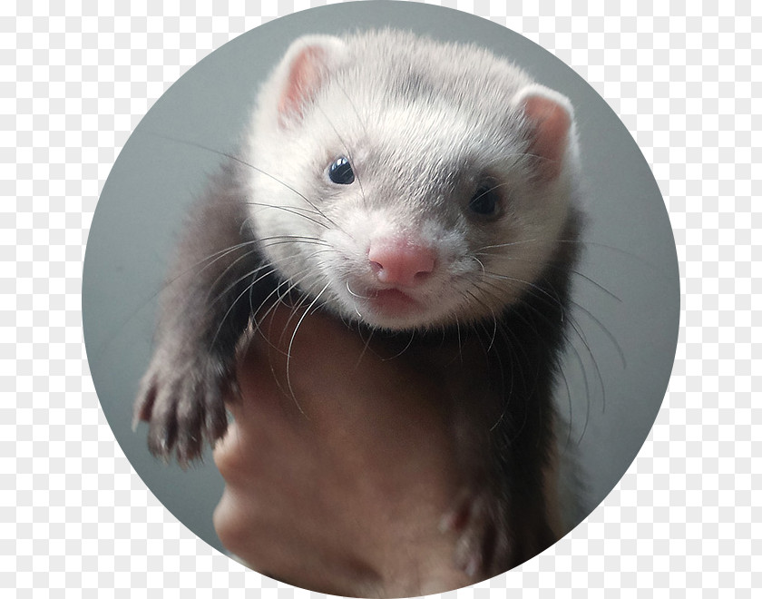 Ferret Weasels Mink Whiskers Fur PNG