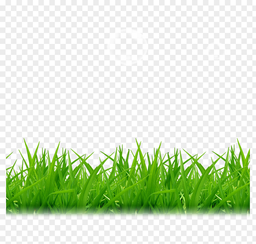 Grass Tea A PNG