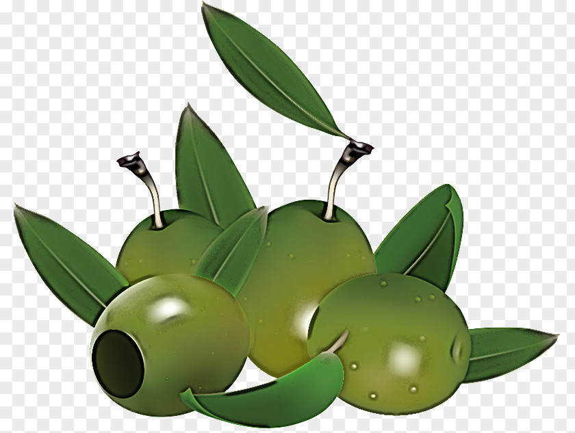 Leaf Fruit Green Plant Olive PNG