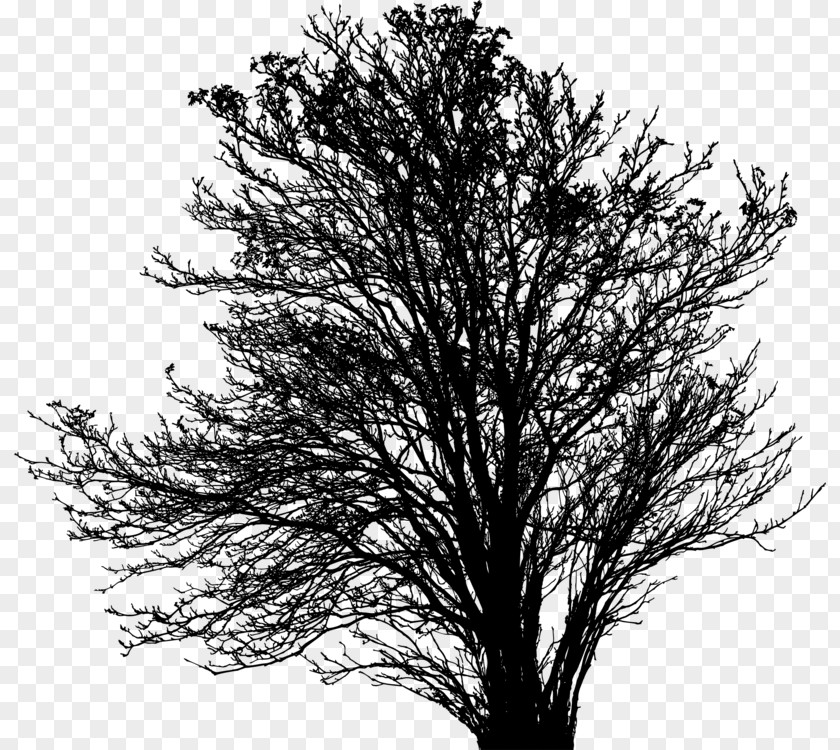 Red Pine Oak Tree Silhouette PNG