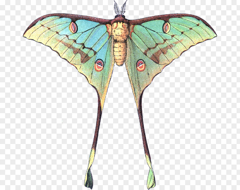 Butterfly Luna Moth Comet PNG