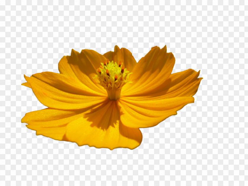Floral PNG