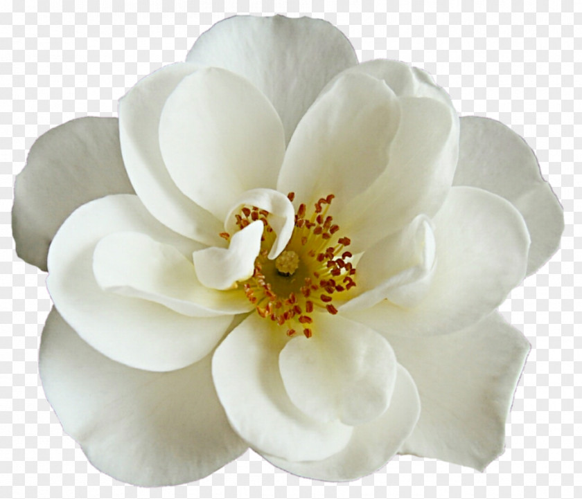 Peonies Flower Bouquet White Rose PNG