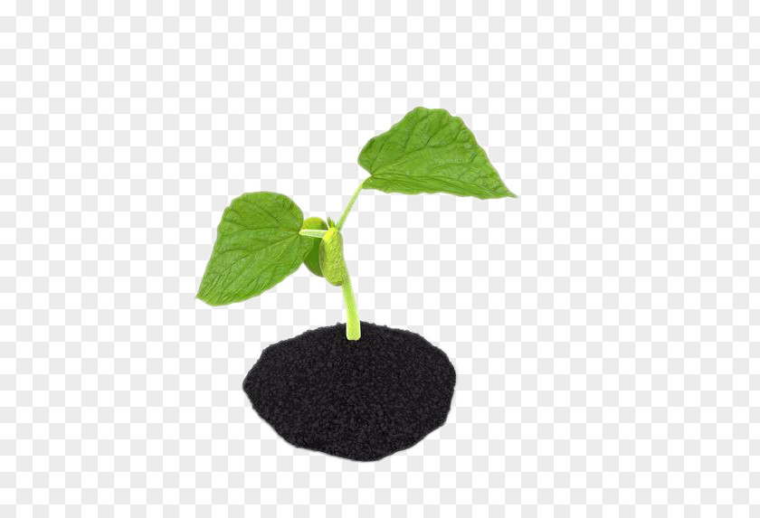 Sprouting Soil Bud PNG