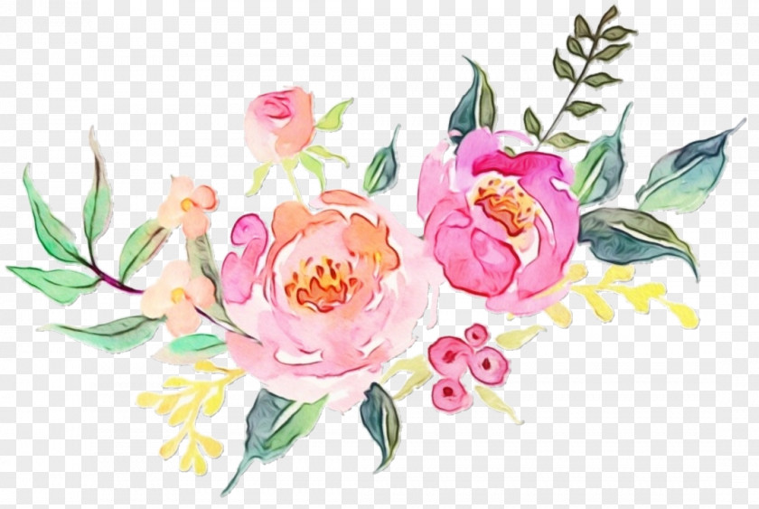 Chinese Peony Watercolor Paint Flowering Plant Flower Pink Common PNG