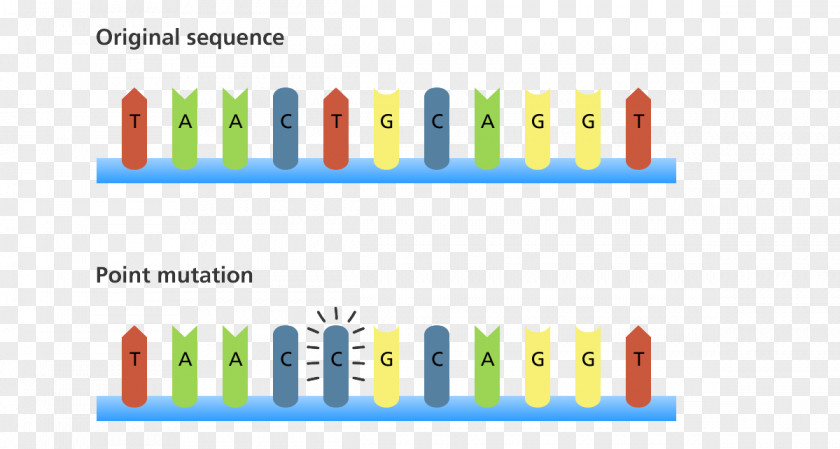 Chromosomal Translocation Point Mutation DNA Frameshift Genetics PNG