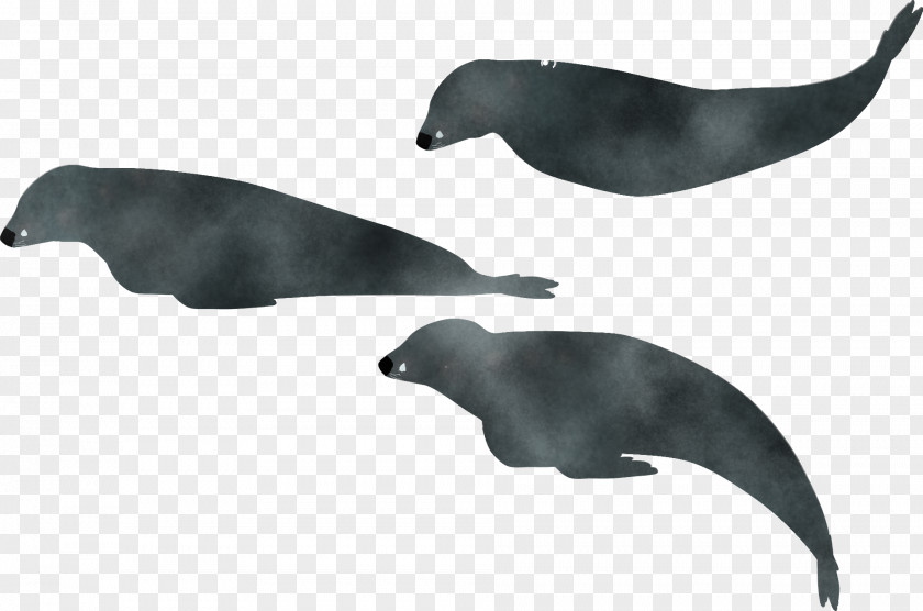 Sea Lions Dolphin Cetaceans Seals Porpoise PNG