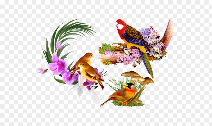 Variety Parrot Floral Still Life Decorative Background Pattern Bird PNG