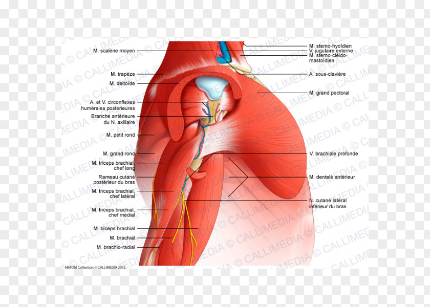 Arm Deltoid Muscle Nerve Anatomy PNG