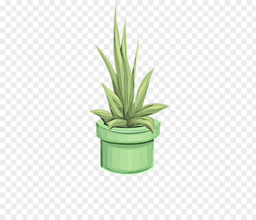 Leaf Terrestrial Plant Flowerpot Houseplant Green Agave PNG