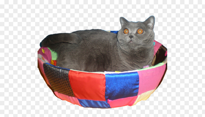 British Cat Chartreux Shorthair Domestic Short-haired Longhair Whiskers PNG
