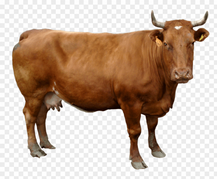 Brown Cow Image Holstein Friesian Cattle Clip Art PNG