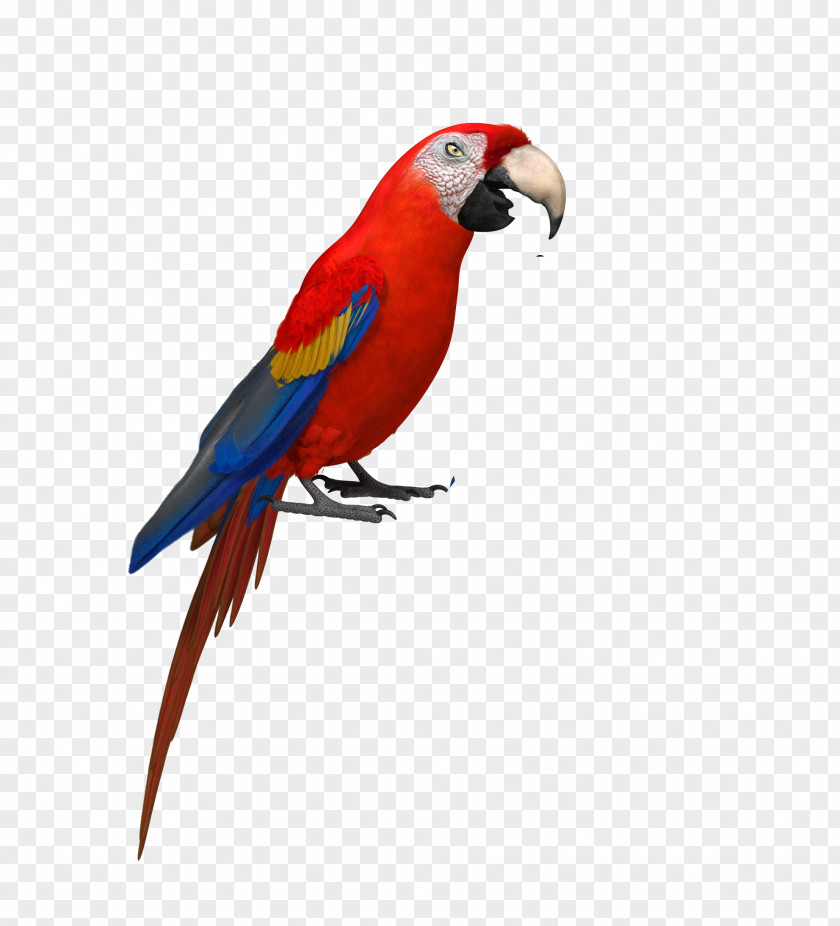 Eagle Budgerigar Amazon Parrot Bird Parakeet PNG