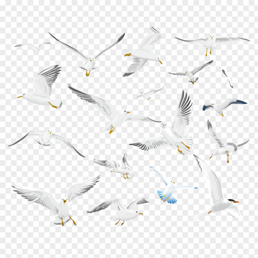 Flying Pigeon Creative Collection Gulls Bird Make More! PNG