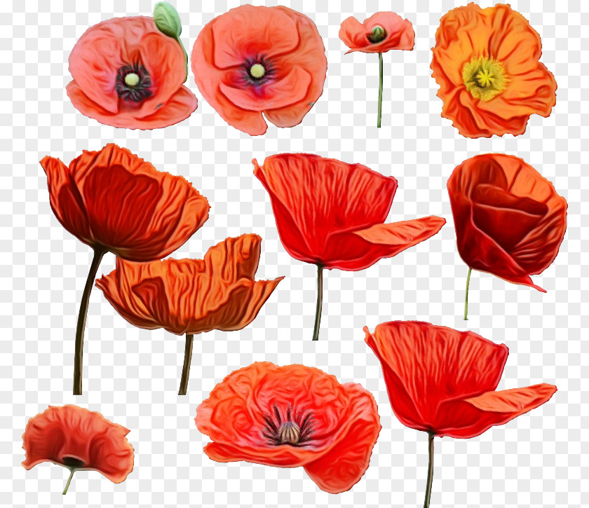 Oriental Poppy Family Orange PNG