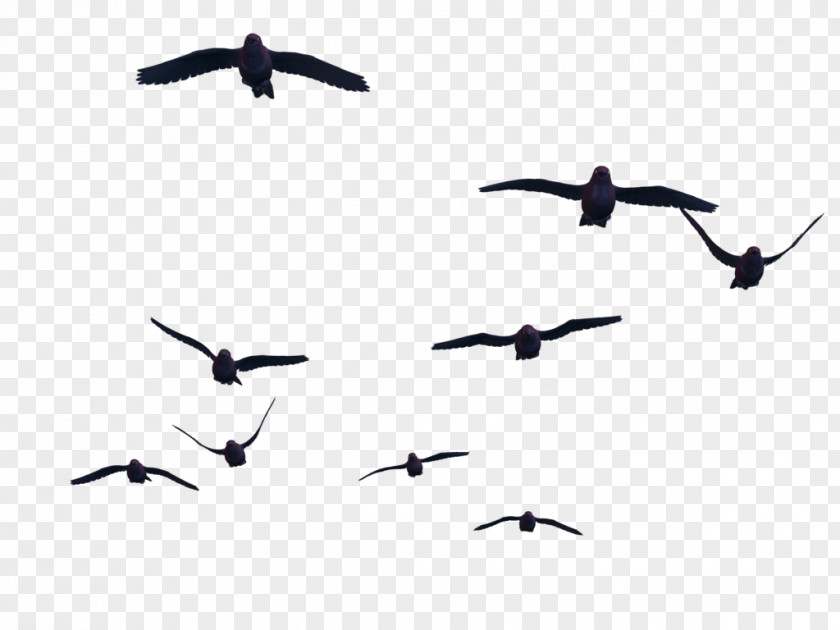 Bird Flight Clip Art PNG