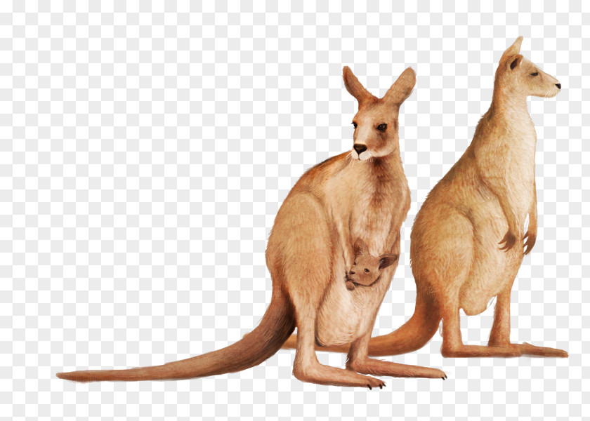 Cute Kangaroo PNG