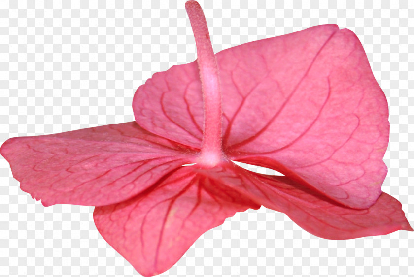 Fling Pink M Close-up RTV Flowering Plant PNG