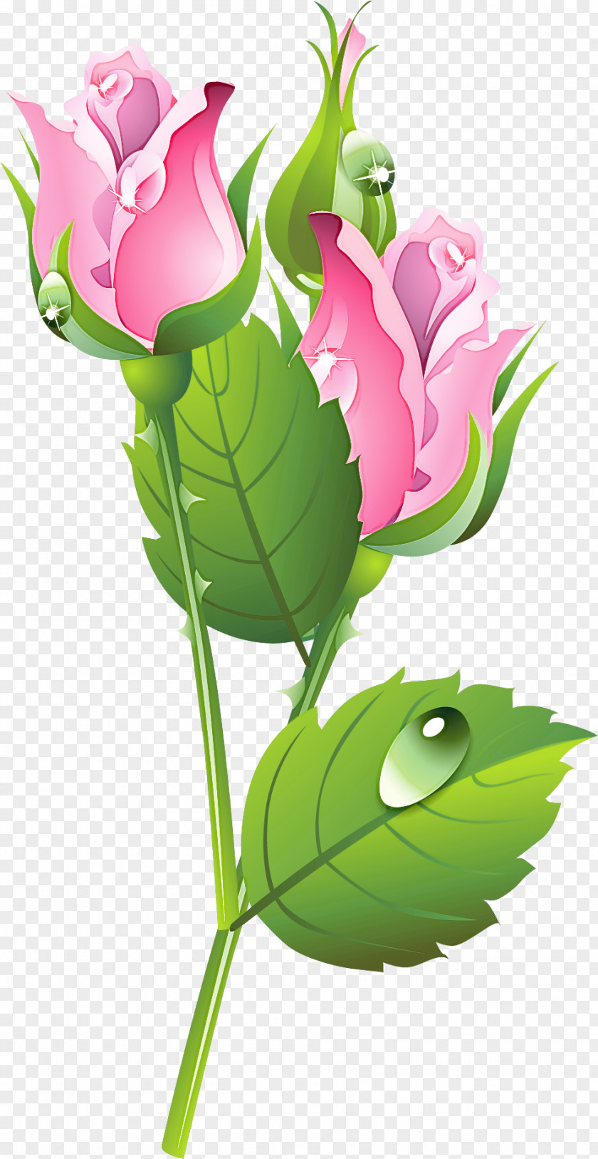 Flower Plant Leaf Cut Flowers Pink PNG