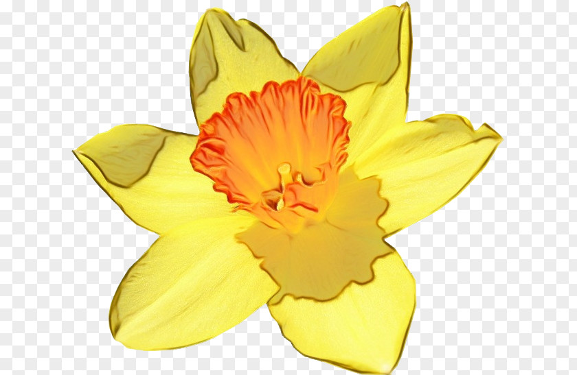 Herbaceous Plant Cut Flowers Flowering Yellow Petal Flower Narcissus PNG