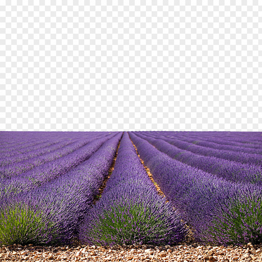 Lavender Feild Australia GojiLand Sand Flowers Creative U85b0u8863u8349u56ed PNG