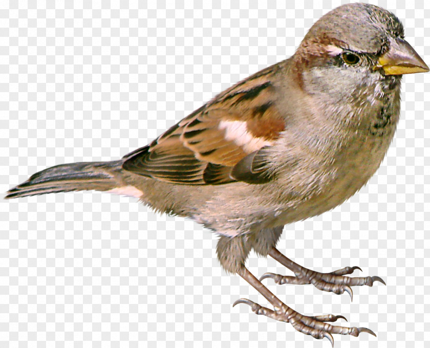 Sparrow House Bird Great Tit PNG