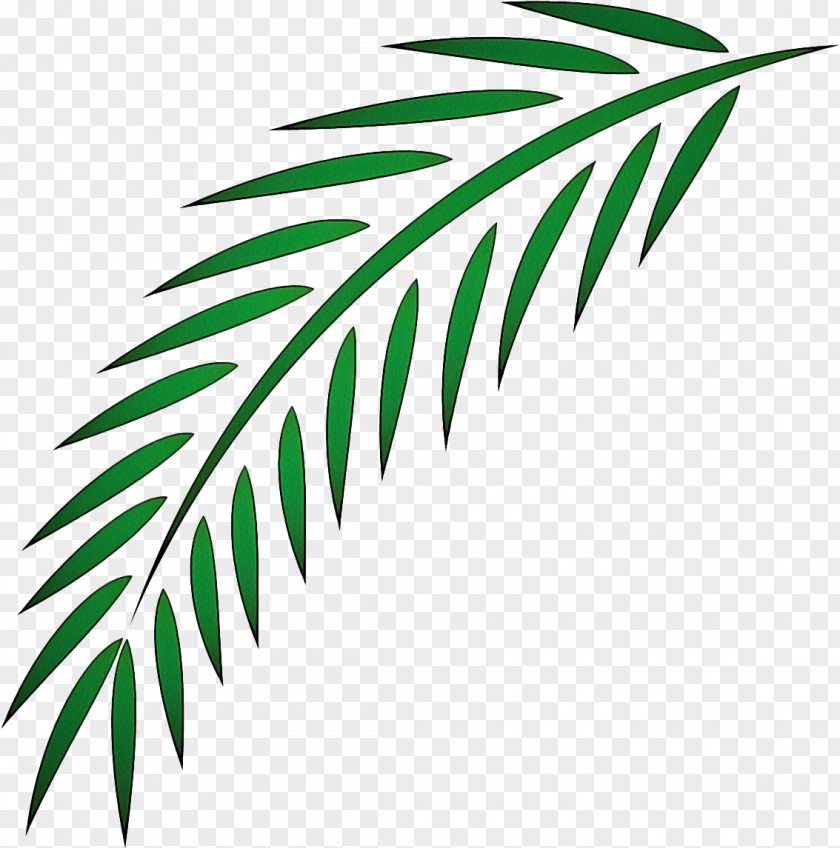 Arecales Branch Palm Tree PNG