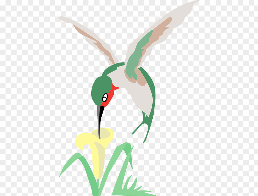 Bird Hummingbird Flower Clip Art PNG