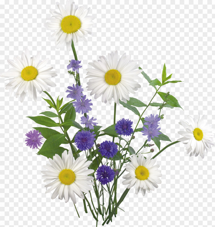 Chamomile Flower Clip Art PNG